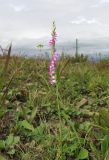 Spiranthes australis