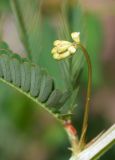 Desmanthus pernambucanus