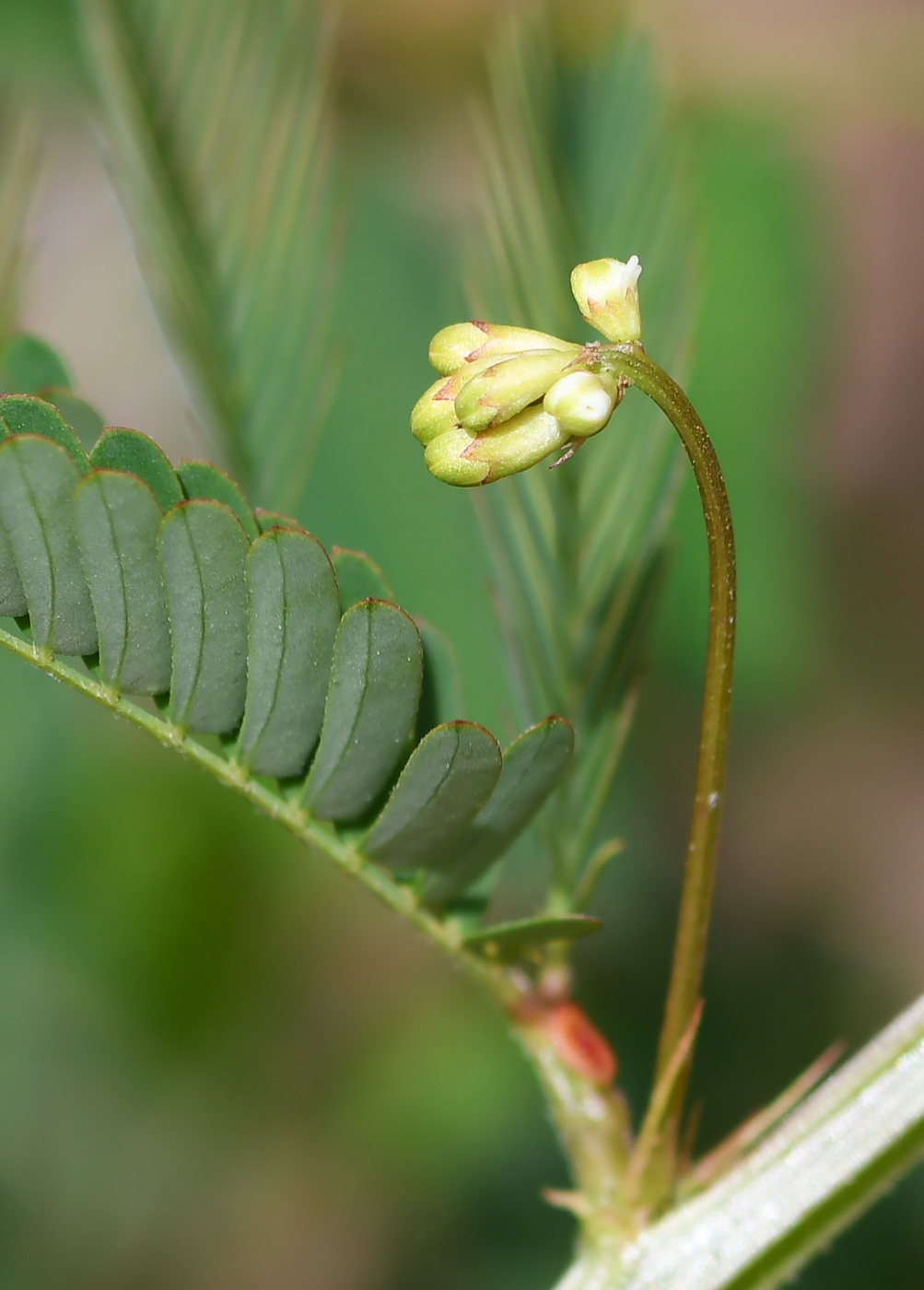 Изображение особи Desmanthus pernambucanus.