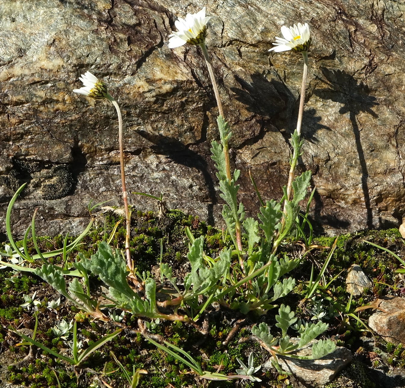 Image of Anthemis saportana specimen.