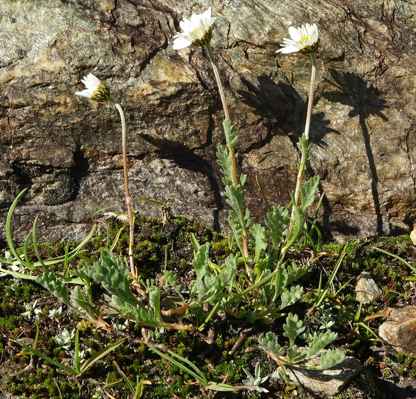 Изображение особи Anthemis saportana.