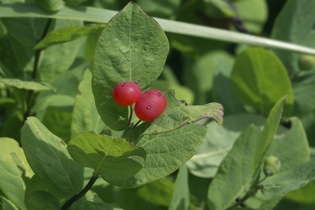 Image of Lonicera chamissoi specimen.