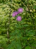Klasea quinquefolia