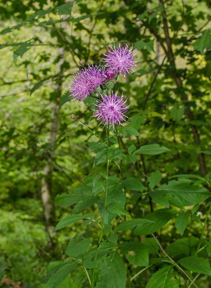 Image of Klasea quinquefolia specimen.