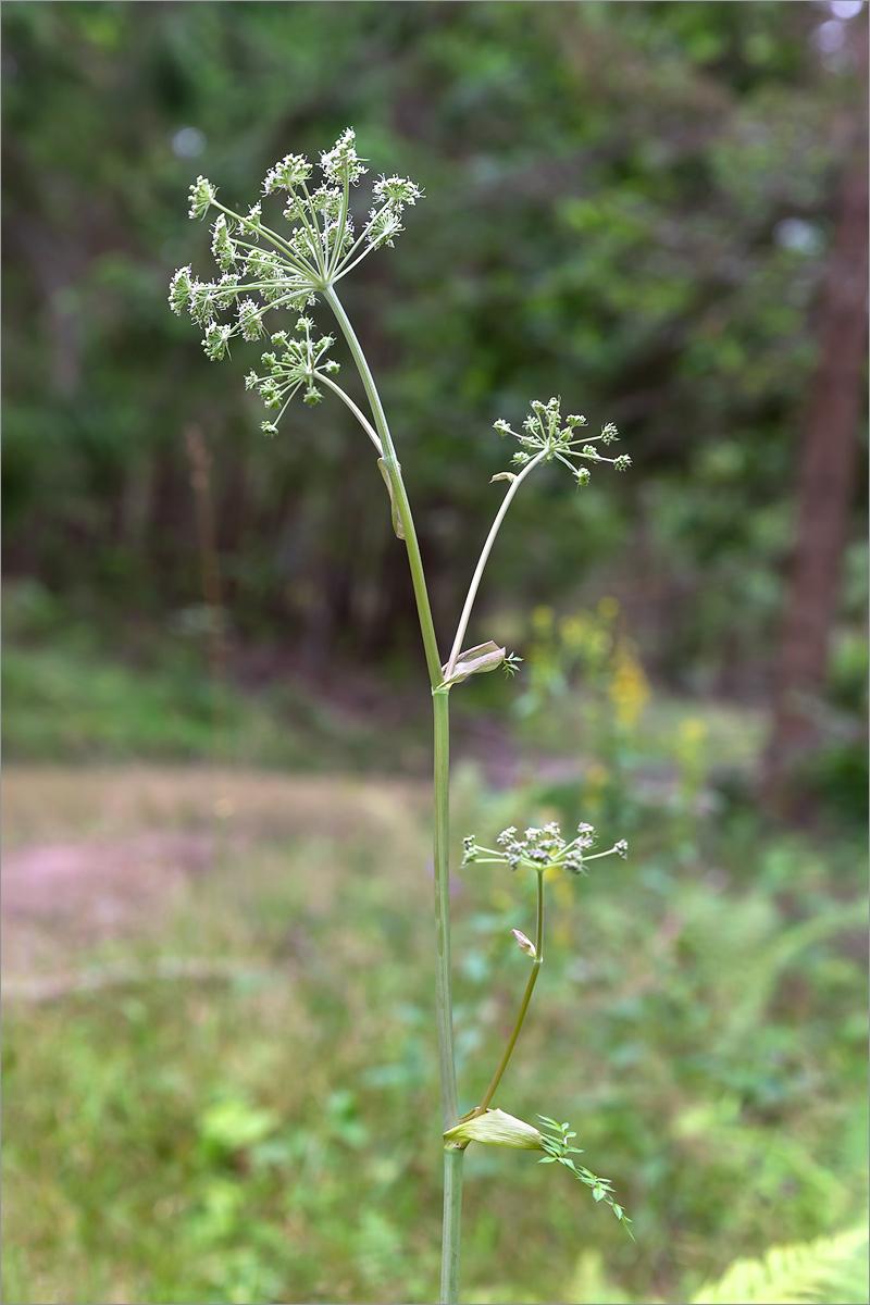 Изображение особи Angelica sylvestris.