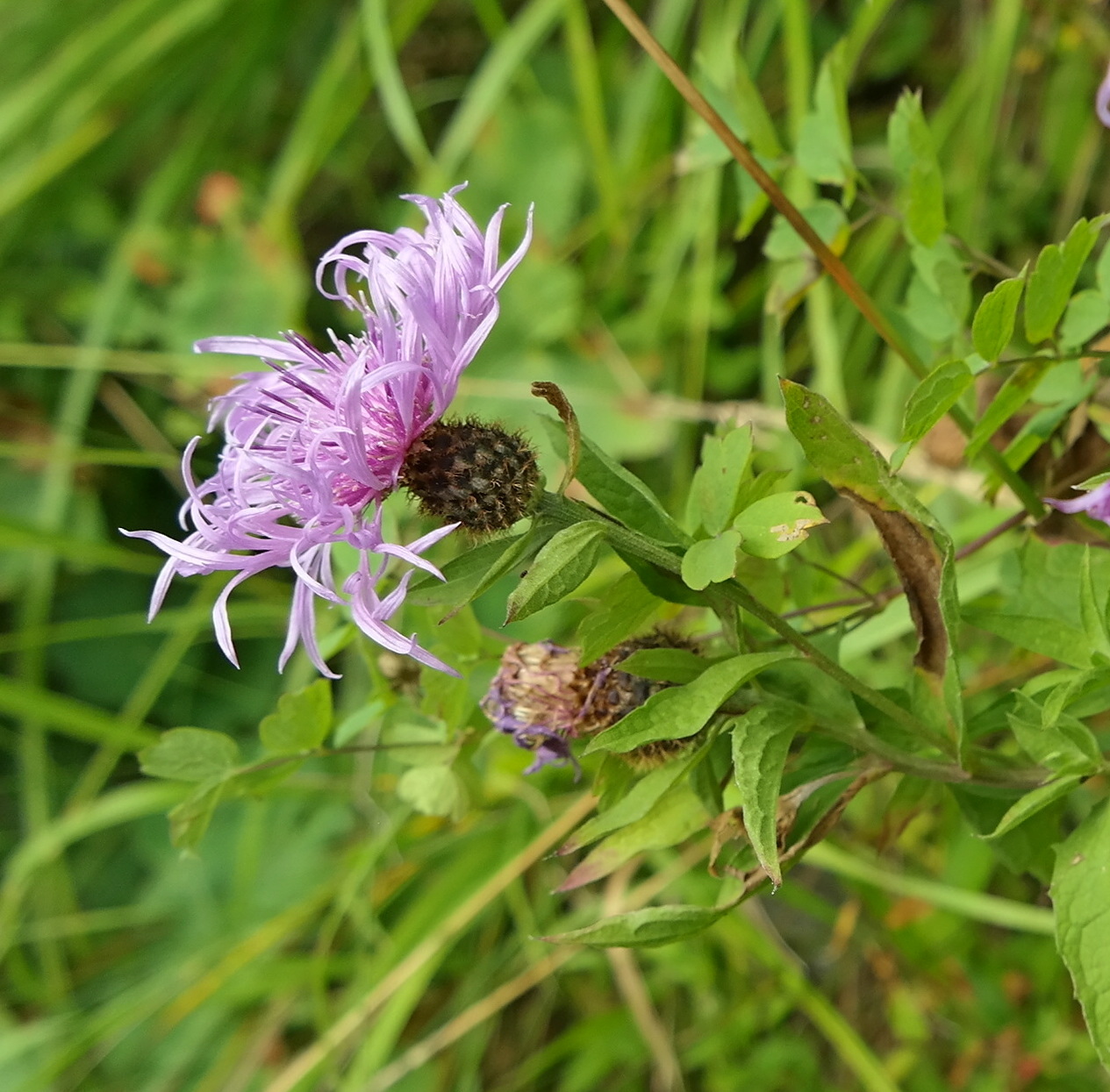 Изображение особи Centaurea salicifolia.