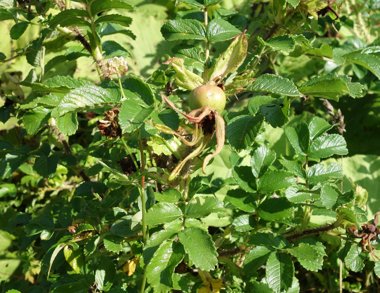 Image of Rosa rugosa specimen.