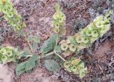 Eremostachys rotata