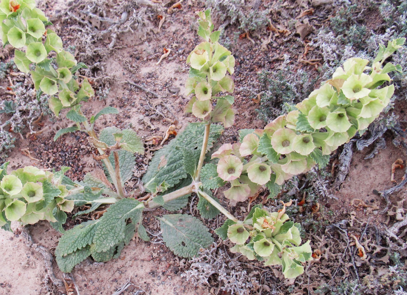 Изображение особи Eremostachys rotata.