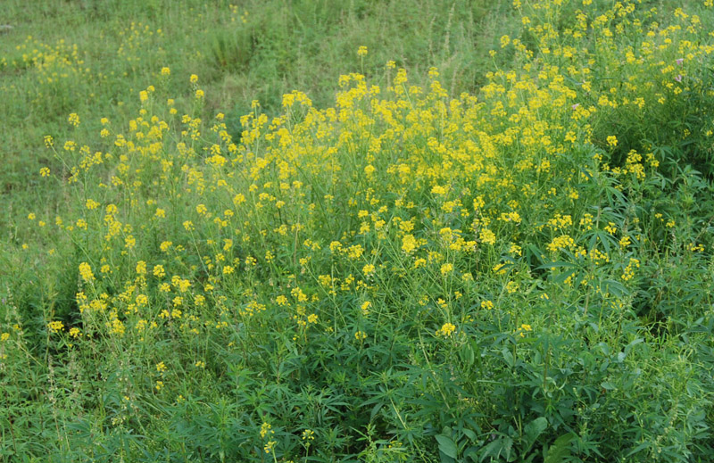 Image of Sisymbrium loeselii specimen.