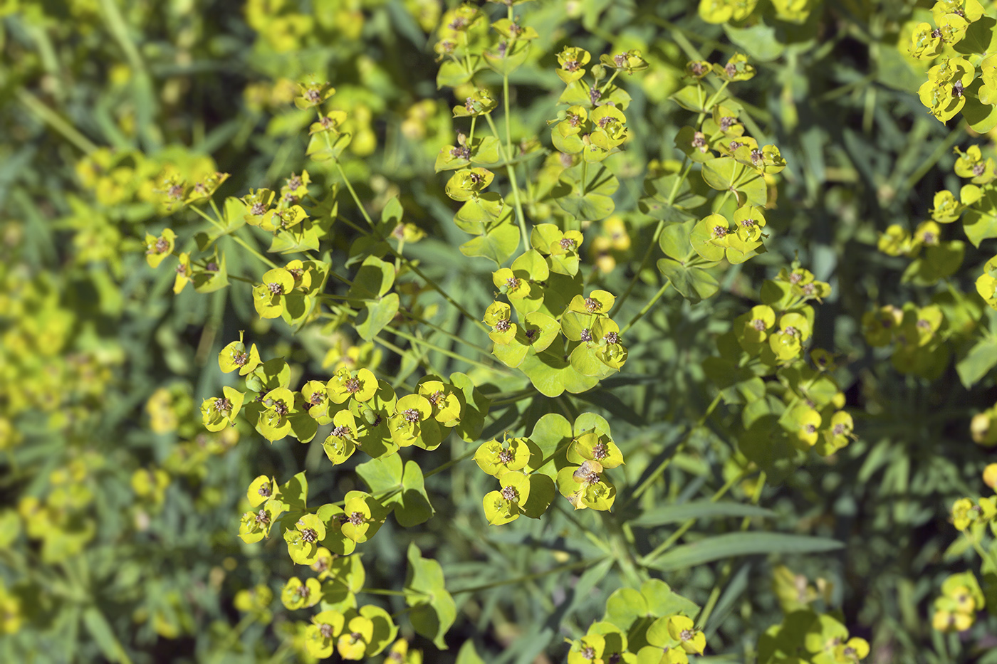 Изображение особи Euphorbia virgata.