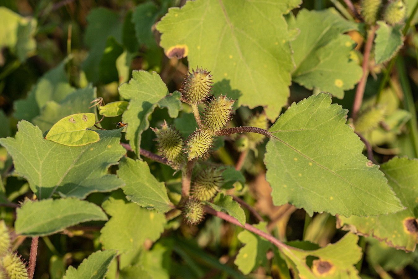 Изображение особи Xanthium strumarium.