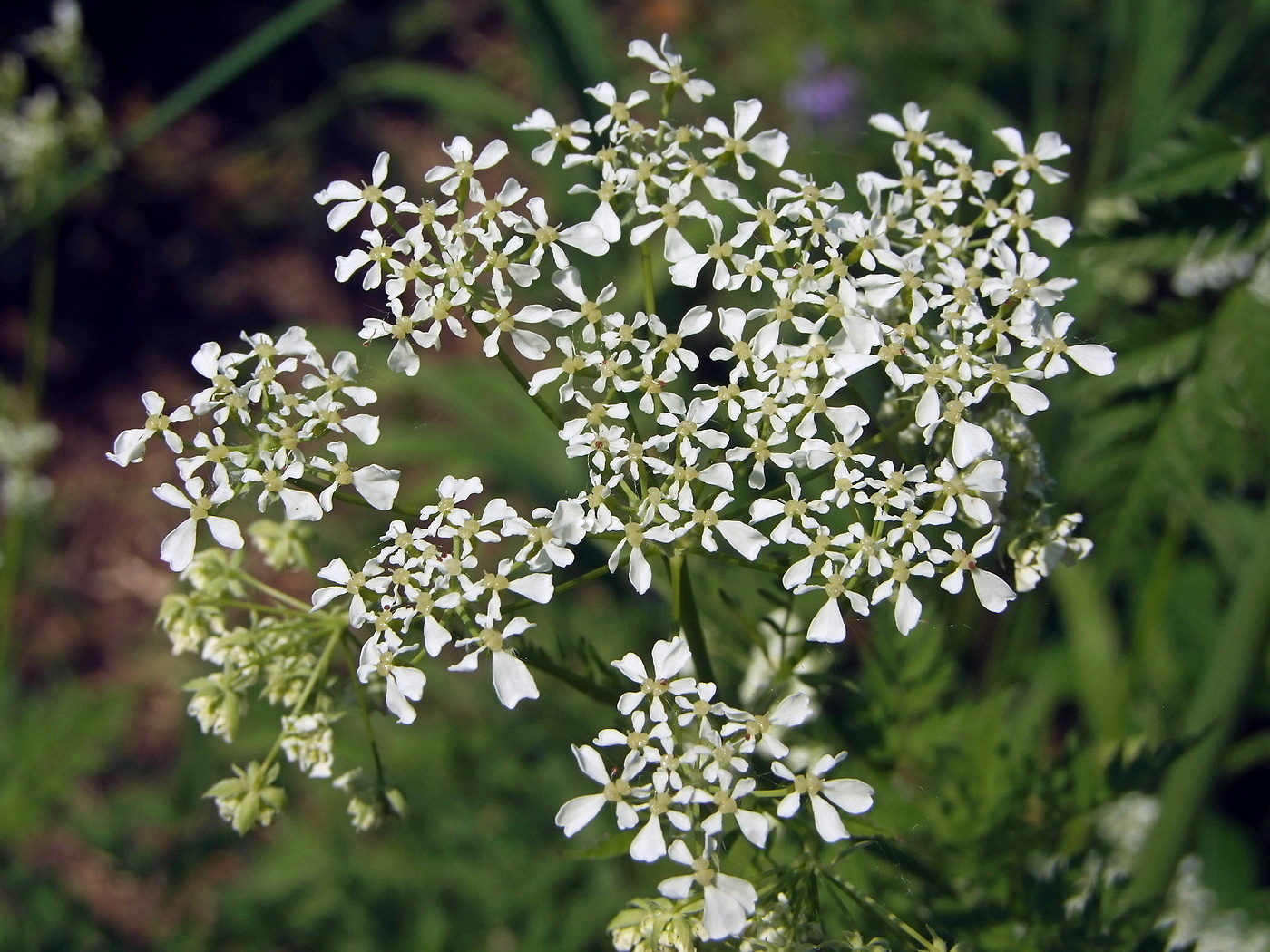 Изображение особи Anthriscus sylvestris.