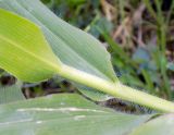 Panicum capillare