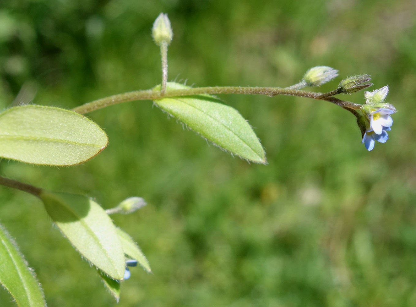 Изображение особи род Myosotis.