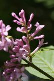 Syringa × henryi. Часть соцветия (различим аномальный цветок с 5-членным околоцветником). Санкт-Петербург, Кировский р-н, в культуре. 03.06.2019.