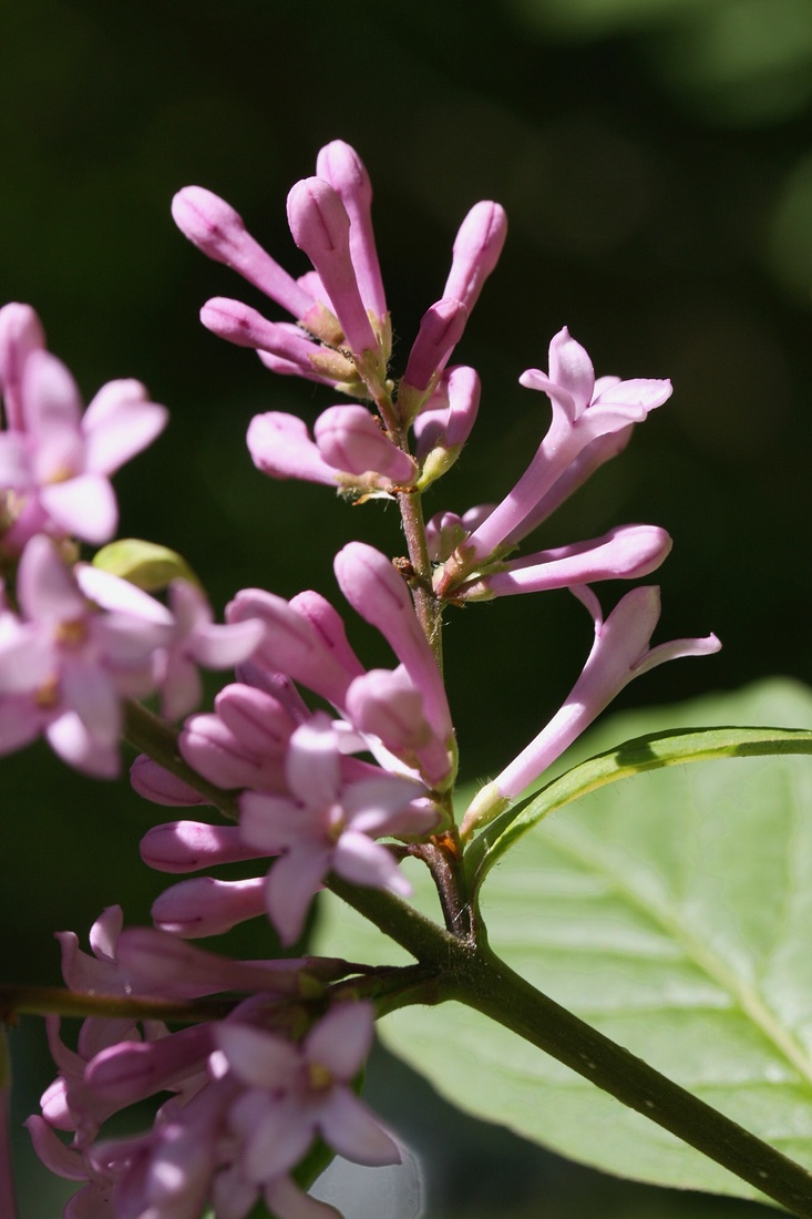 Изображение особи Syringa × henryi.