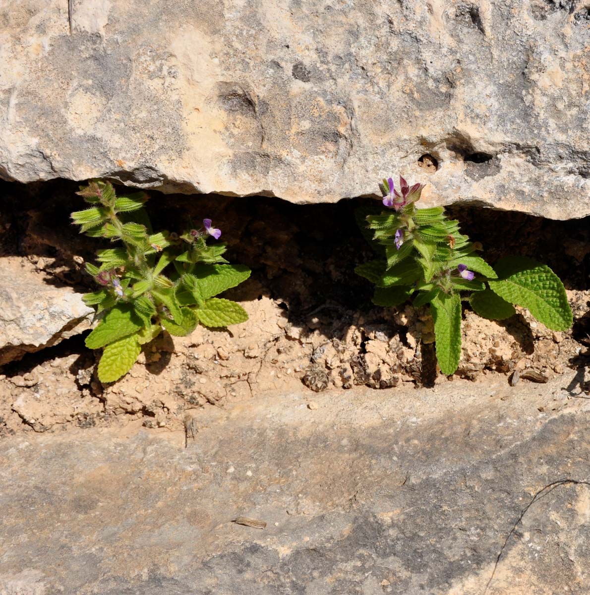 Image of Salvia viridis specimen.