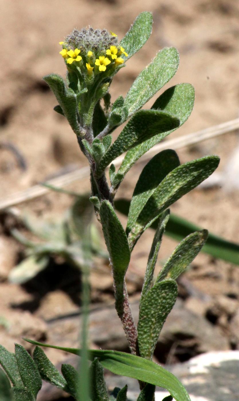 Изображение особи Alyssum simplex.