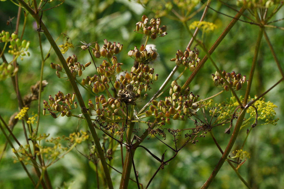 Изображение особи Pastinaca sylvestris.