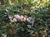Rhododendron praevernum. Часть кроны цветущего кустарника. Великобритания, Шотландия, Эдинбург, Royal Botanic Garden Edinburgh, в культуре. 4 апреля 2008 г.