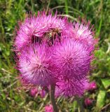 Cirsium heterophyllum