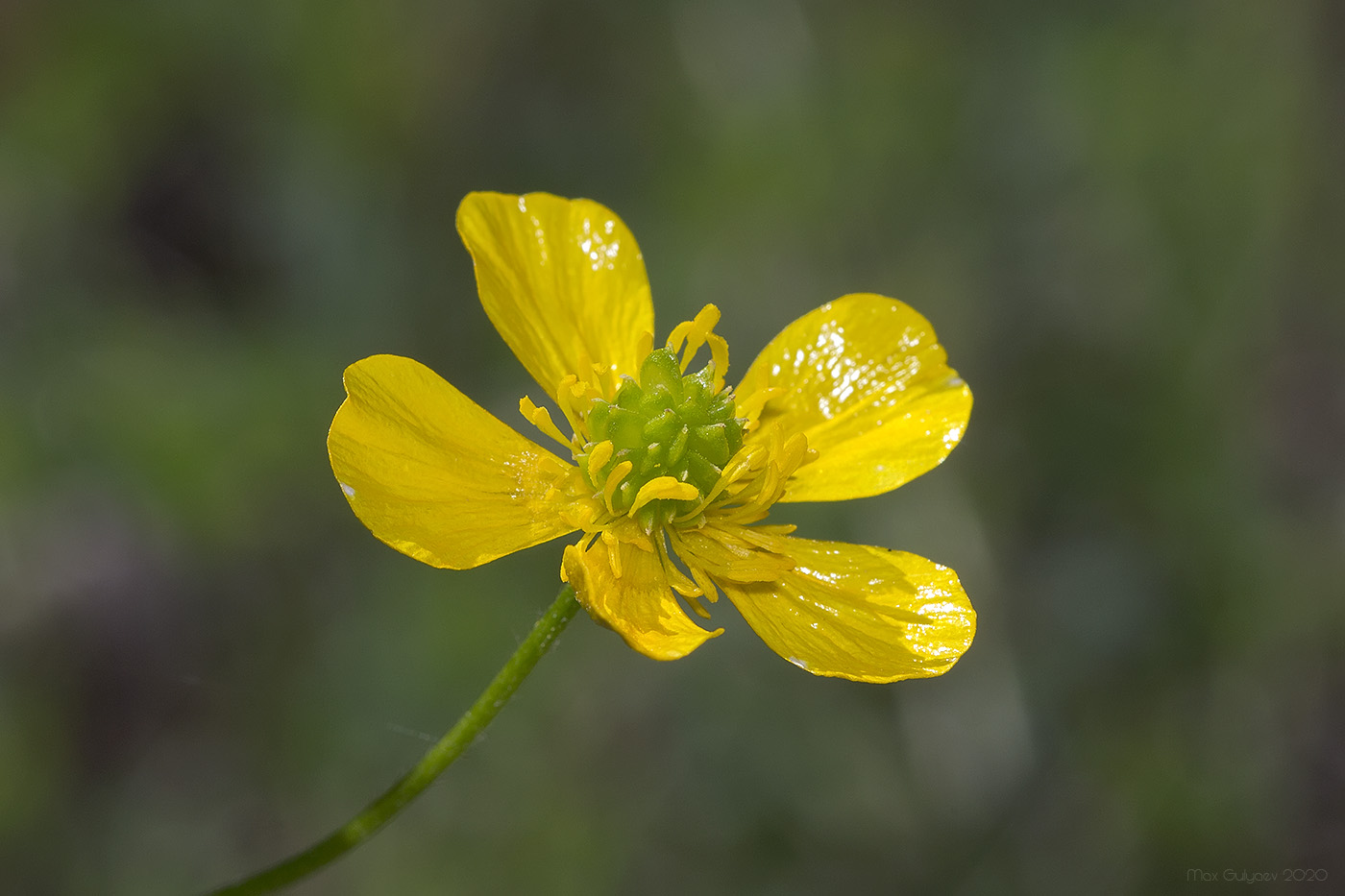 Image of Ranunculus polyanthemos specimen.