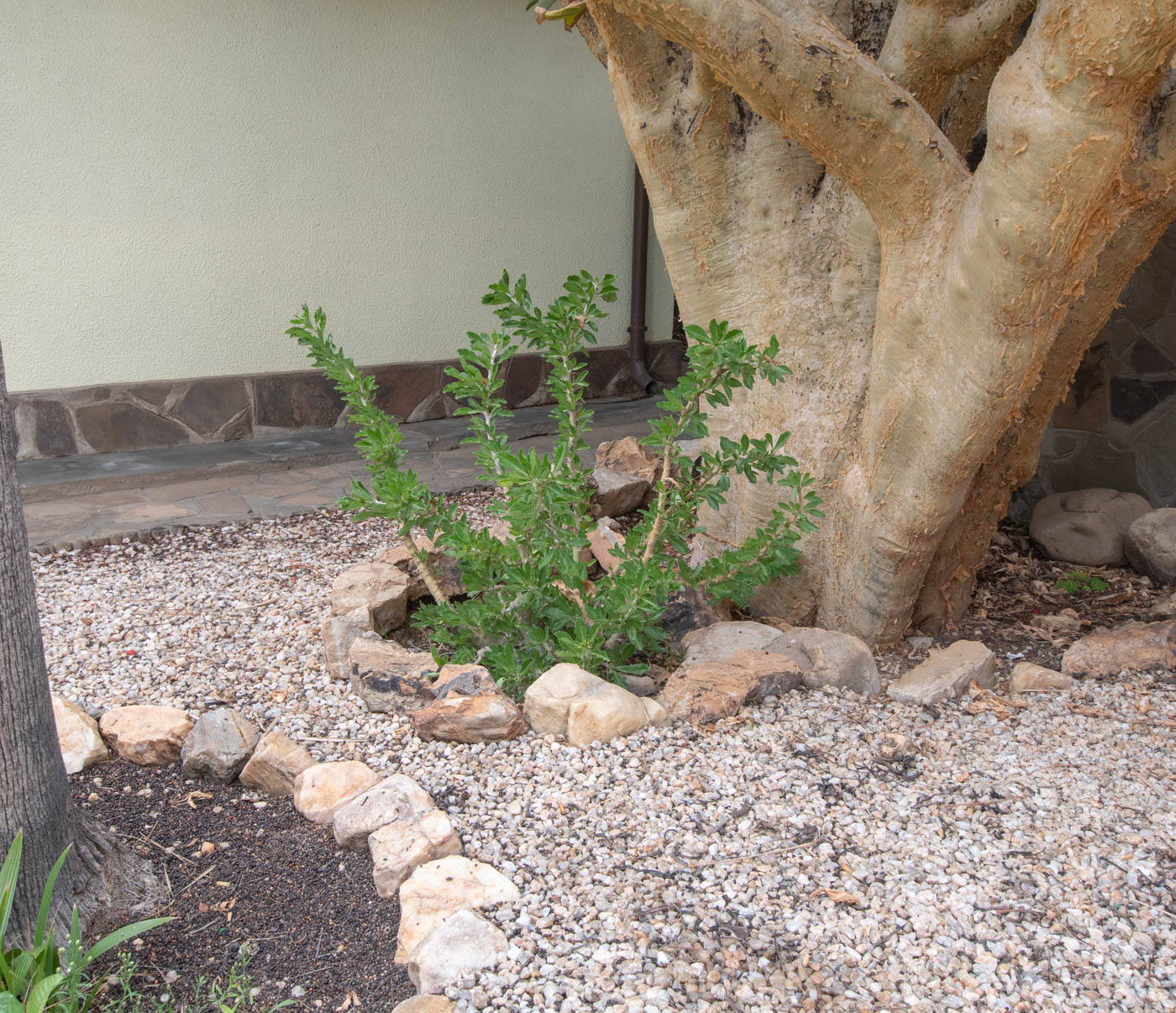 Изображение особи Pachypodium saundersii.