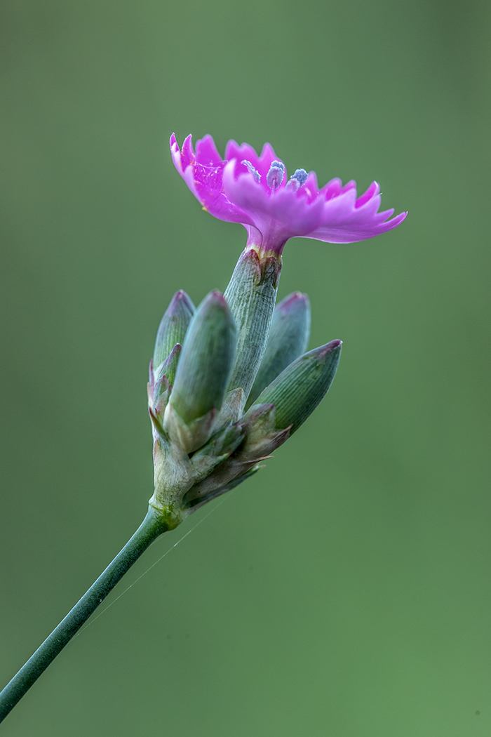 Image of Dianthus polymorphus specimen.