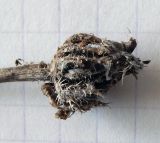 Helminthotheca echioides