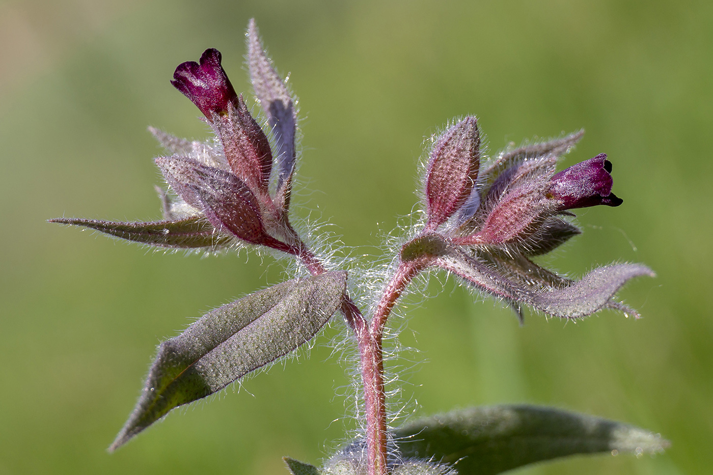 Image of Nonea rossica specimen.