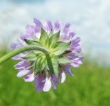 Knautia arvensis