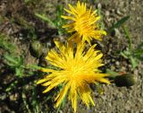 Sonchus arvensis