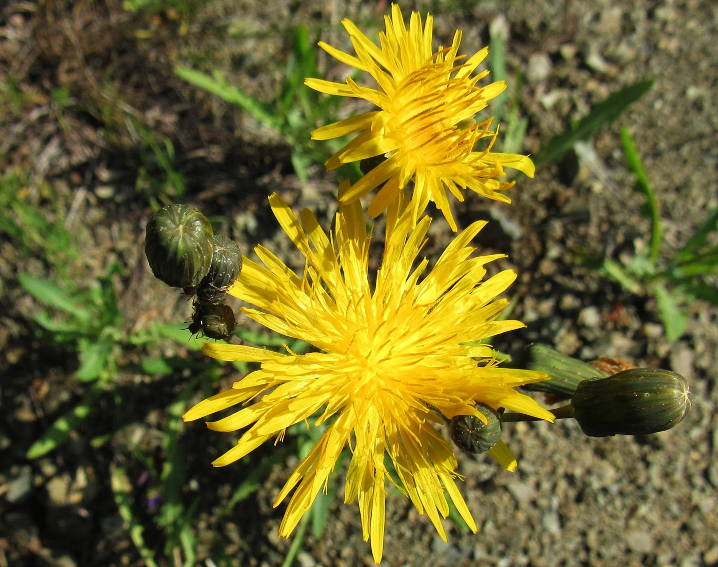 Изображение особи Sonchus arvensis.