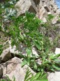 Solenanthus circinnatus