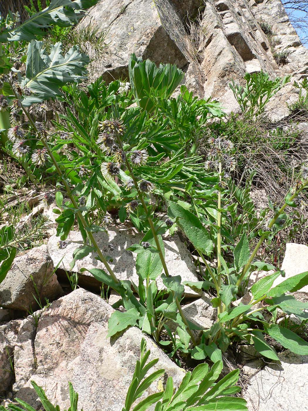 Изображение особи Solenanthus circinnatus.