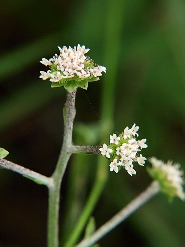 Image of Adenocaulon adhaerescens specimen.