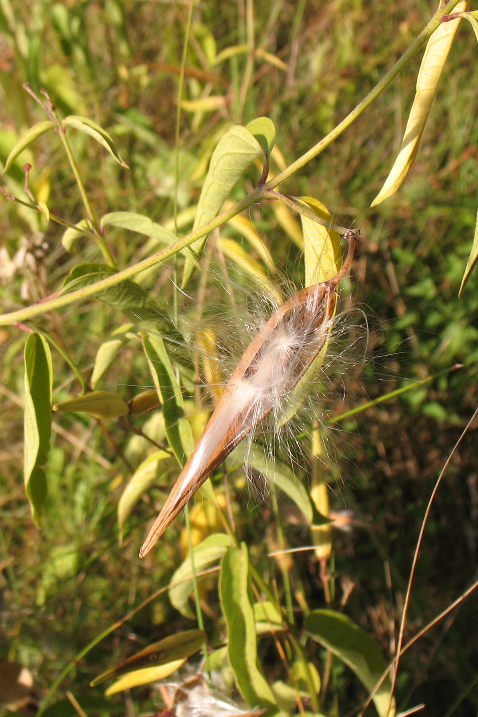 Image of Vincetoxicum hirundinaria specimen.