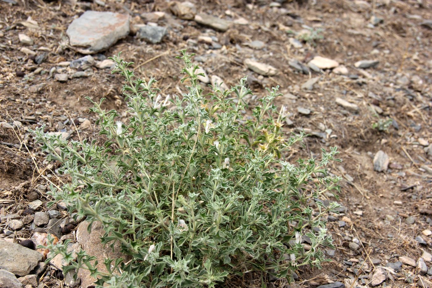 Image of Lagochilus inebrians specimen.