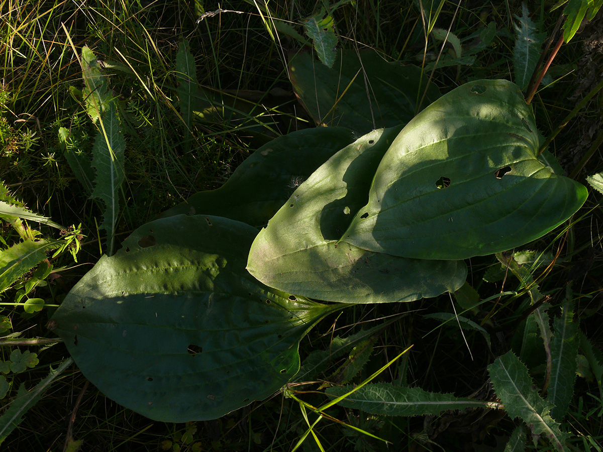 Image of Plantago maxima specimen.