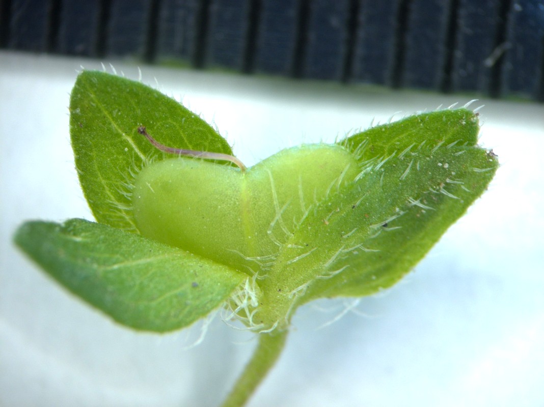 Image of Veronica persica specimen.