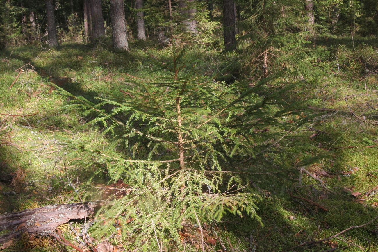 Изображение особи Picea abies.