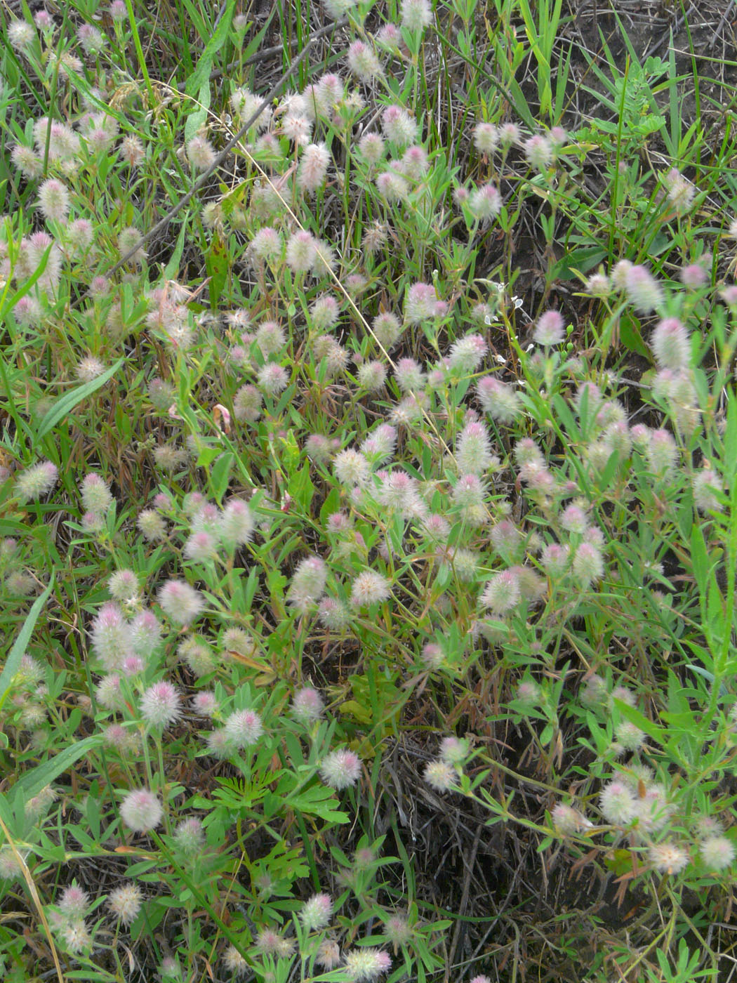 Изображение особи Trifolium arvense.