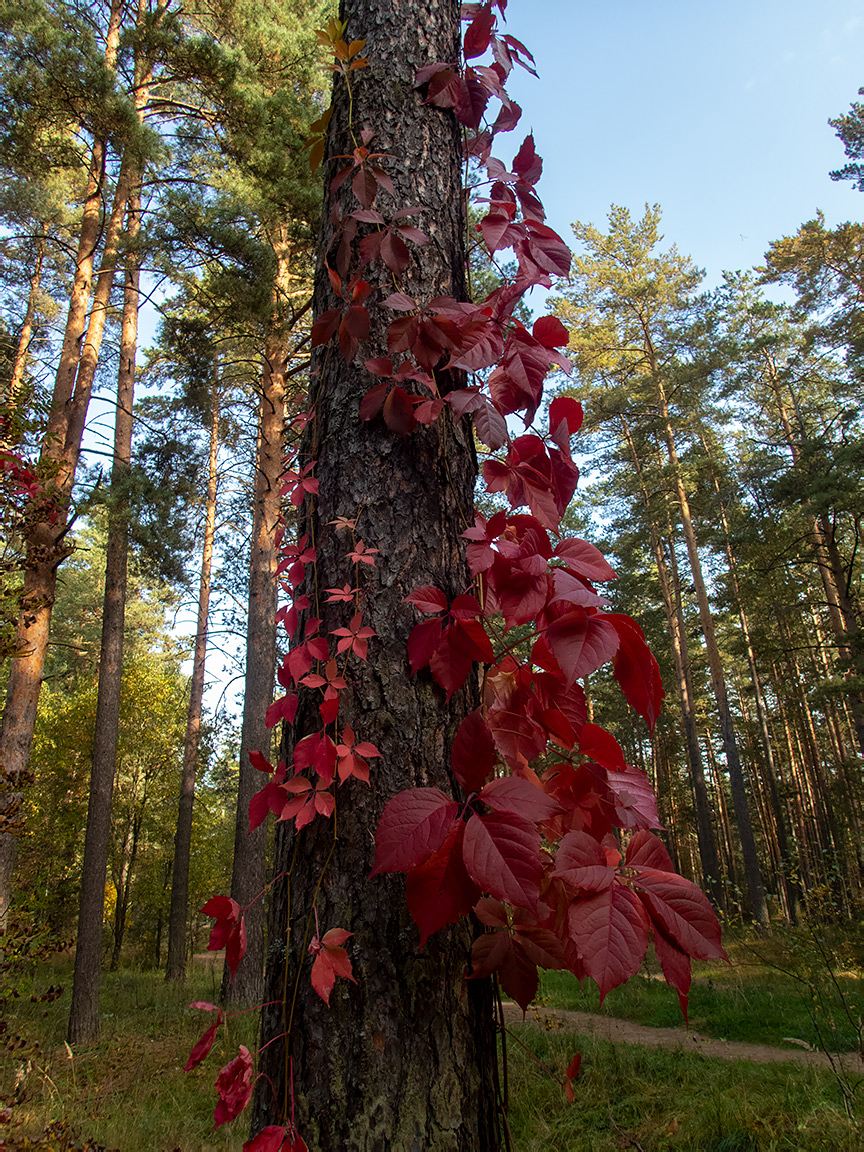 Image of Parthenocissus quinquefolia specimen.