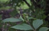 Philadelphus subcanus