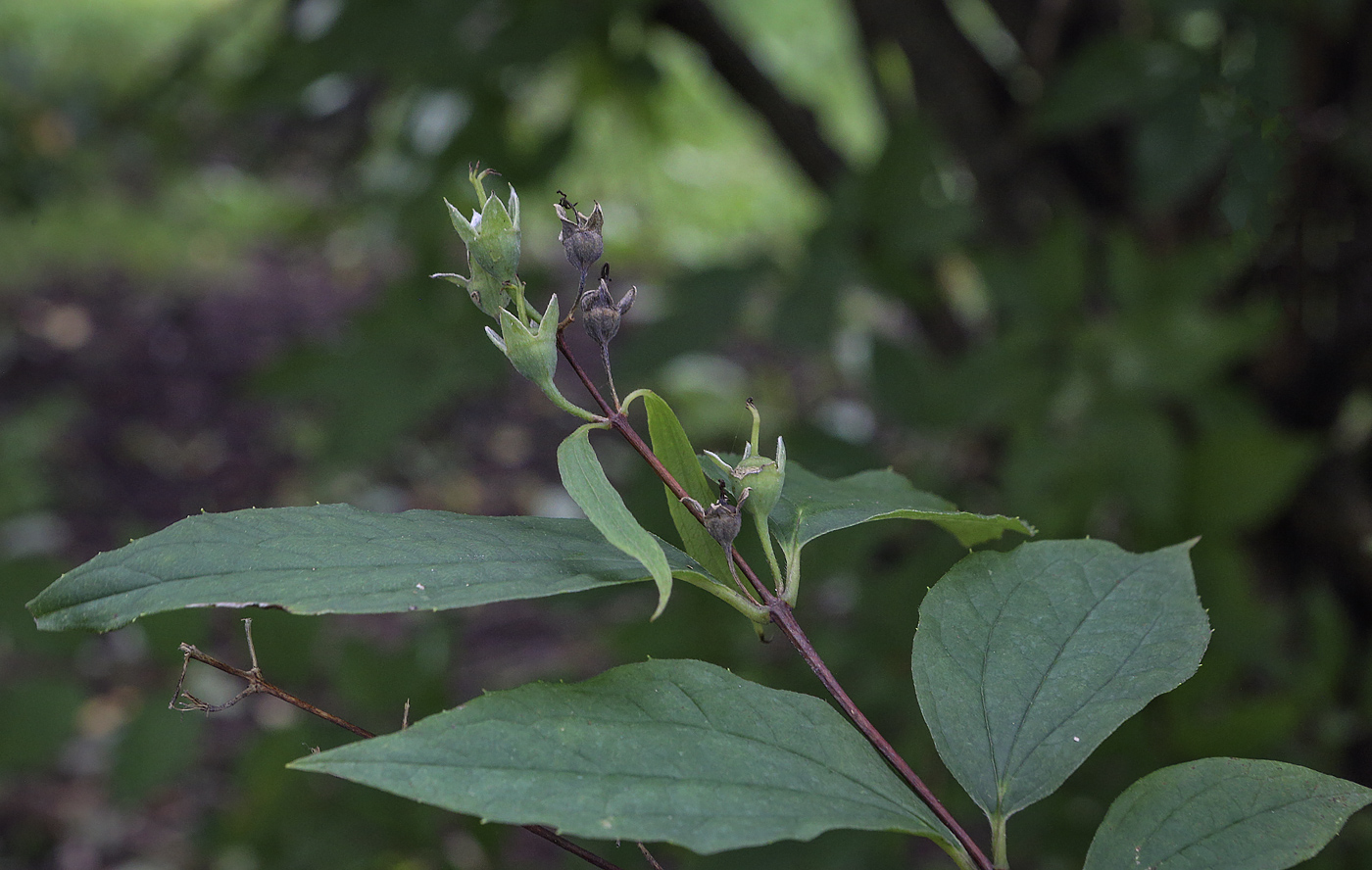 Изображение особи Philadelphus subcanus.