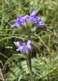 Campanula glomerata. Верхушка побега с соцветиями. Испания, автономное сообщество Каталония, провинция Барселона, комарка Бергеда, муниципалитет Сальдес, подножие горы Педрафорка, окр. горного приюта \"Луис Эстасен\", 1675 м н.у.м., разнотравье на опушке соснового (Pinus uncinata) леса. 16.07.2020.