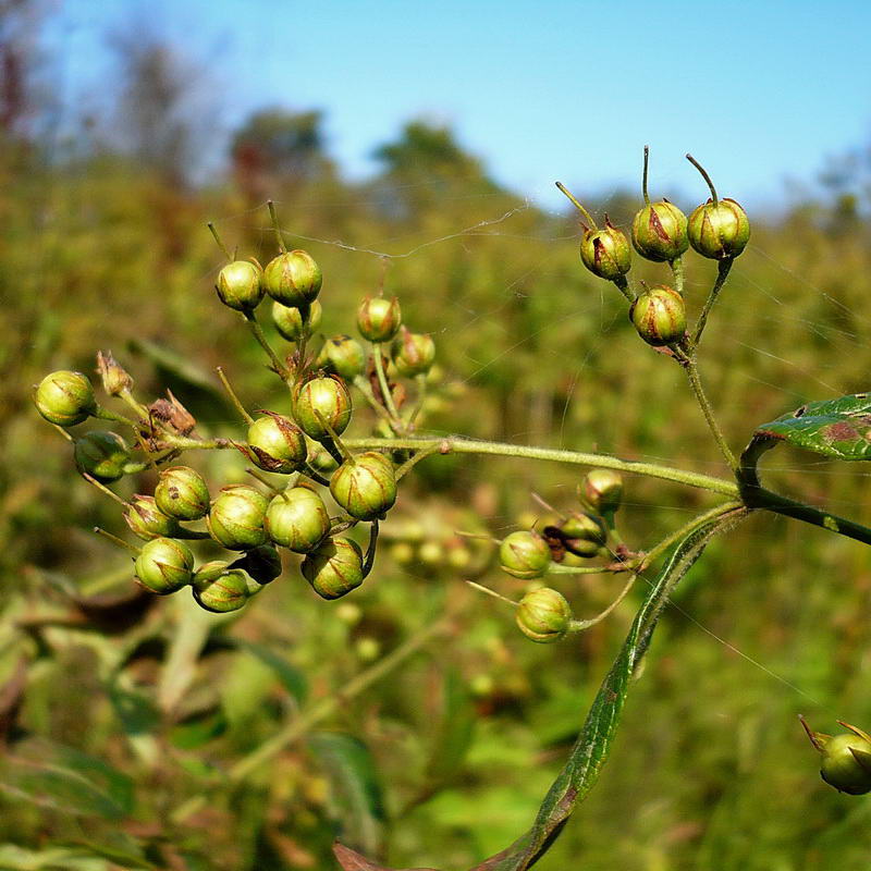 Изображение особи Lysimachia vulgaris.