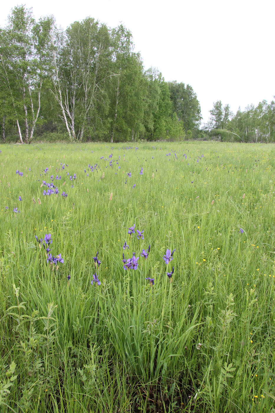 Изображение особи Iris sibirica.