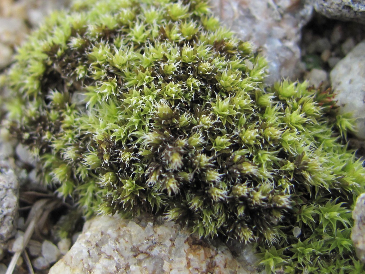 Image of genus Racomitrium specimen.